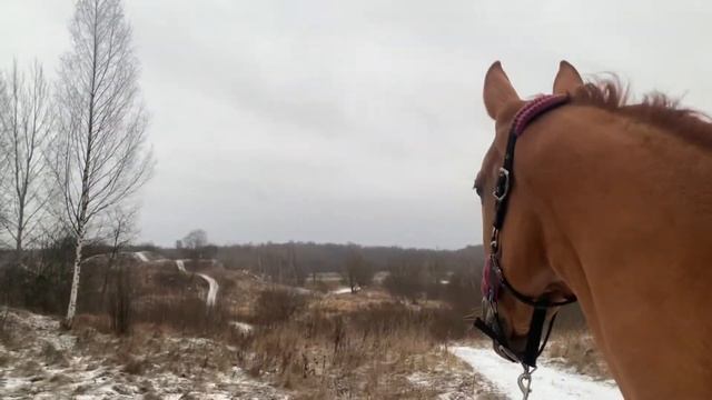 Свободная лошадь. Ахалтекинская кобыла. смотреть онлайн