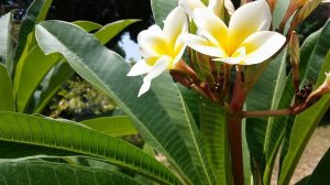 Моя Шикарная Плюмерия Франжипани - PLUMERIA ALBA