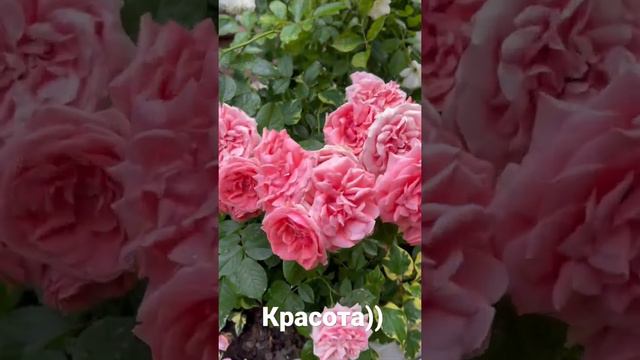 Шикарные кустовые розы 🌹