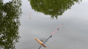 Ловлю Карася в деревне