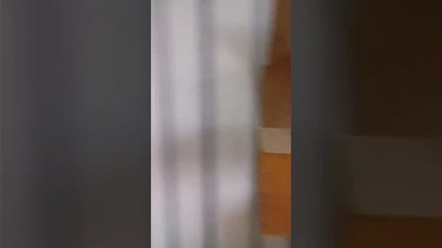 #harizma_ptichka_z
Кореллы - мое хобби и моя любовь смотреть онлайн