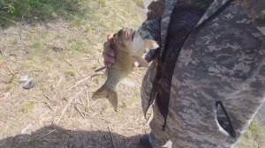 Рыбалка. 1 мая. Ловля карася в мае 2022. ПОКЛЕВКА ЗА ПОКЛЕВКОЙ!!! Рыбалка на донки.