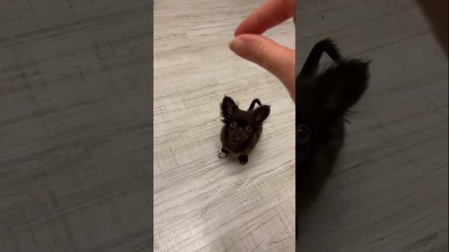 Детство чихуахуа Мими. смотреть онлайн