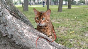 кот #бенгал идет гулять в парк на шлейке