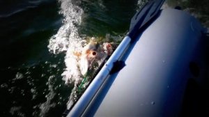 Рыбалка в Белоомуте www.vitalii.ru