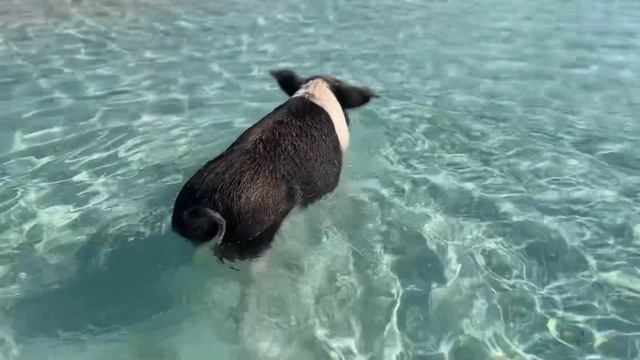 VISITING PIG BEACH IN THE BAHAMAS смотреть онлайн