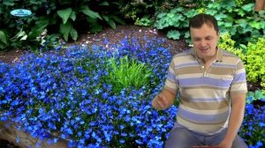 ЛОБЕЛИЯ. ПИКИРОВАНИЕ и ПОДКОРМКИ РАССАДЫ ЛОБЕЛИИ .