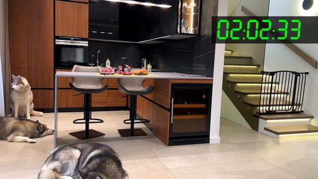 ХАСКИ и McDonalds ОДНИ ДОМА / СКРЫТАЯ КАМЕРА
