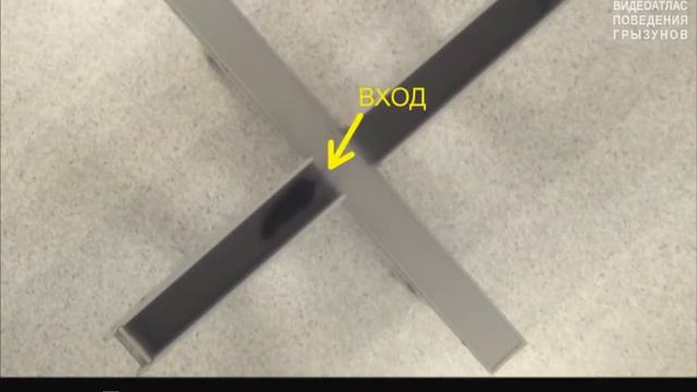 Поведение мыши линии С57Bl/6 в установке "Приподнятый крестообразный лабиринт" (видео замедлено !) смотреть онлайн