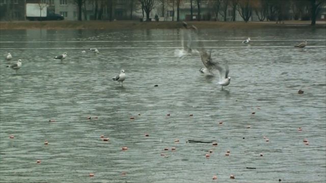 Кормление птиц в Санкт-Петербурге. Feeding birds in Saint-Petersburg смотреть онлайн