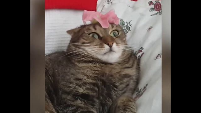 смешные кошечки, собачки 20
