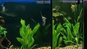 Аквариумная вода для растений. Можно ли поливать водой с аквариума комнатные растения.