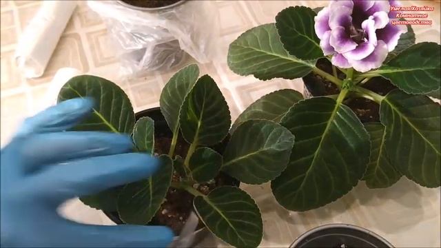 У ГЛОКСИНИИ несколько ПАСЫНКОВ из одного клубня / ЧТО делать?