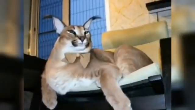 Как выглядит шлепа в реальной жизни
