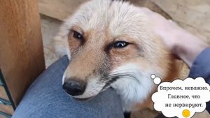 Ли Сяо / Alice the Fox Лиса Алиса (Заводим белого!)