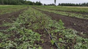 Ремонтантная малина "Атлант" первый год посадки. Ревизия июнь 2020