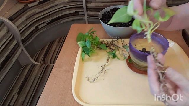 Пересадка антуриума. смотреть онлайн