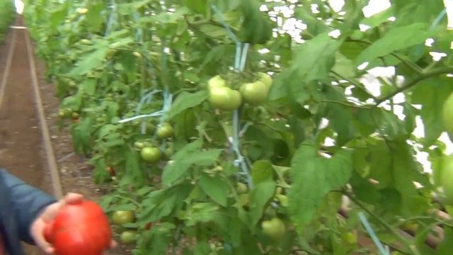 Томатная ромашка. Из-за чего помидор приобретает такую форму. смотреть онлайн