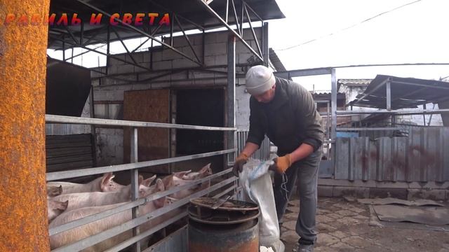 ОНИ САМИ ЛЕЗУТ в ТРУБУ ?? Жизнь в деревне.  #деревня #деревенскаяжизнь #бытнахуторе #домвдеревне