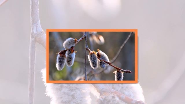 Верба — для Вербного воскресенья смотреть онлайн