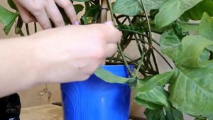 СИНГОНИУМ УХОД В ДОМАШНИХ УСЛОВИЯХ Syngonium