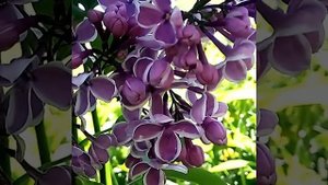 Сирень Сенсация