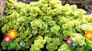 Очиток макиной Лаймлайт. Краткий обзор, описание характеристик sedum makinoi Limelight