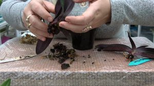 Как наростить корни у башмаков( Paphiopedilum)