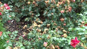 Rosa var. Rotilia