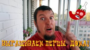 Как вырастить жгучий перец дома? Часть 13. Перцы развиваются хорошо, но, возможно, подгорают.