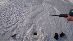 ВОТ ЭТО РАЗМЕР \  ЛОВЛЯ КРУПНОГО ОКУНЯ НА БАЛАНСИР \ Рыбалка на Оби