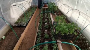 Новые посадки и посевы. Высаживаю огурцы и томаты в теплицу на подрост Рассадные бирки своими руками