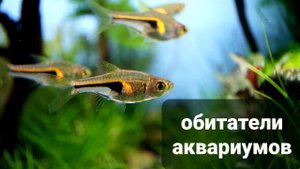 Обитатели аквариумов