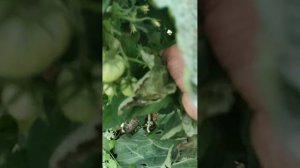 Про урожай томатов