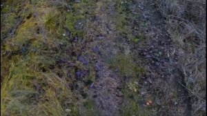 Чупакабра. Реальные следы. Она существует. Chupacabra. Real footprints. It exists.
