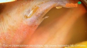 Зараженная рыба в Глобусе!!!