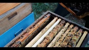 Эти удивительные пчелы. Один из надежных способов подсадки маток.