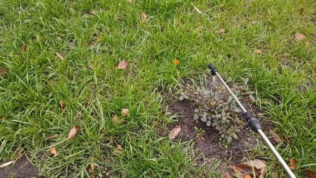 Осіння обробка саду 2022. Обробка полуниці. Препарат Брунька.