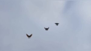 Николаевские Голуби. 28.01.2022.г. ( Городовиковск - Калмыкия ) Михайлов. П.Н. ??.