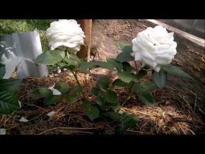 Корнесобственные розы. Год после начала черенкования.