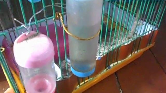 Как растут маленькие песчанки