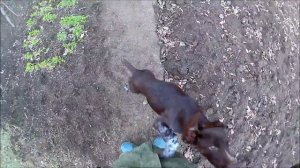 Дрессировка курцхаара (команда подай и ищи)