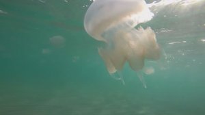 Крым, Мирный. Много медуз.
