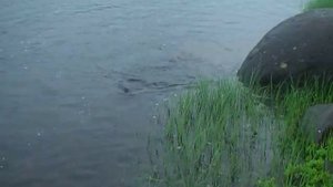 Таймень-на мыша-Бахта