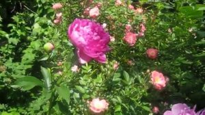 Пион Glory Hallelujah