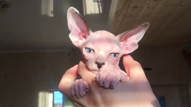 Котенок. Канадский сфинкс - Ангел.