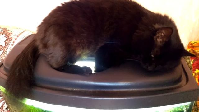 Самое теплое место по мнению кошки смотреть онлайн