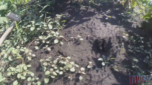 Картофель после полива на конец июля, арбузы, дыни-торпеды, насос Малыш смотреть онлайн