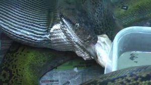 Сетчатый питон заглатывает кролика / Reticulated Python swallows a rabbit