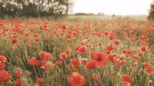 Лучшая успокаивающая музыка, музыка для расслабления.